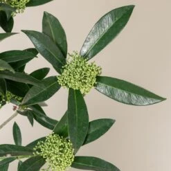 Skimmia X Confusa ‘Kew Green’ -The Palm Centre SKG 1 scaled 1