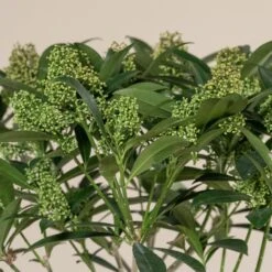 Skimmia X Confusa ‘Kew Green’ -The Palm Centre SKG 3 scaled 1
