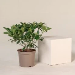 Skimmia X Confusa ‘Kew Green’ -The Palm Centre SKG 7.5 7 scaled 1