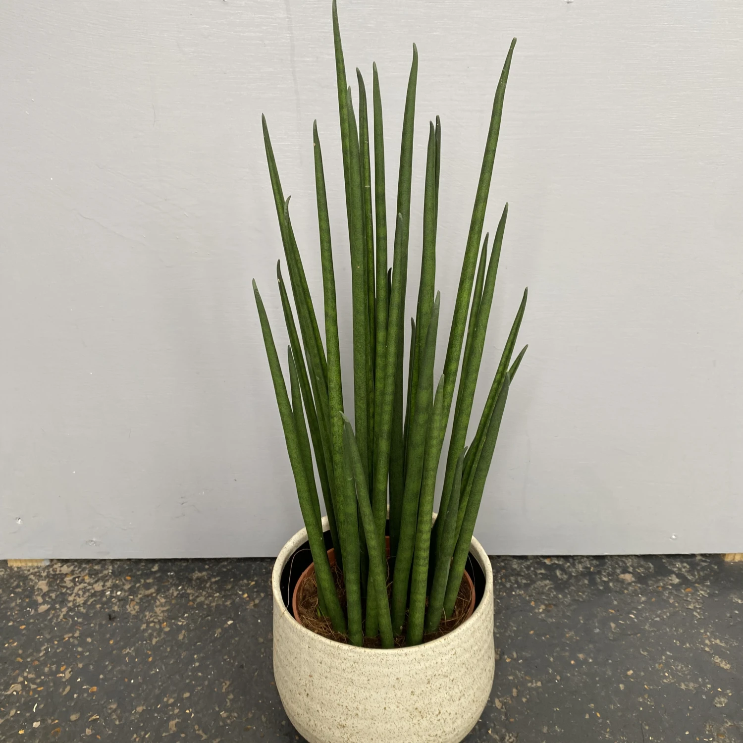 Sansevieria Bacularis ‘Mikado’ 2 Sansevieria Bacularis ‘Mikado’