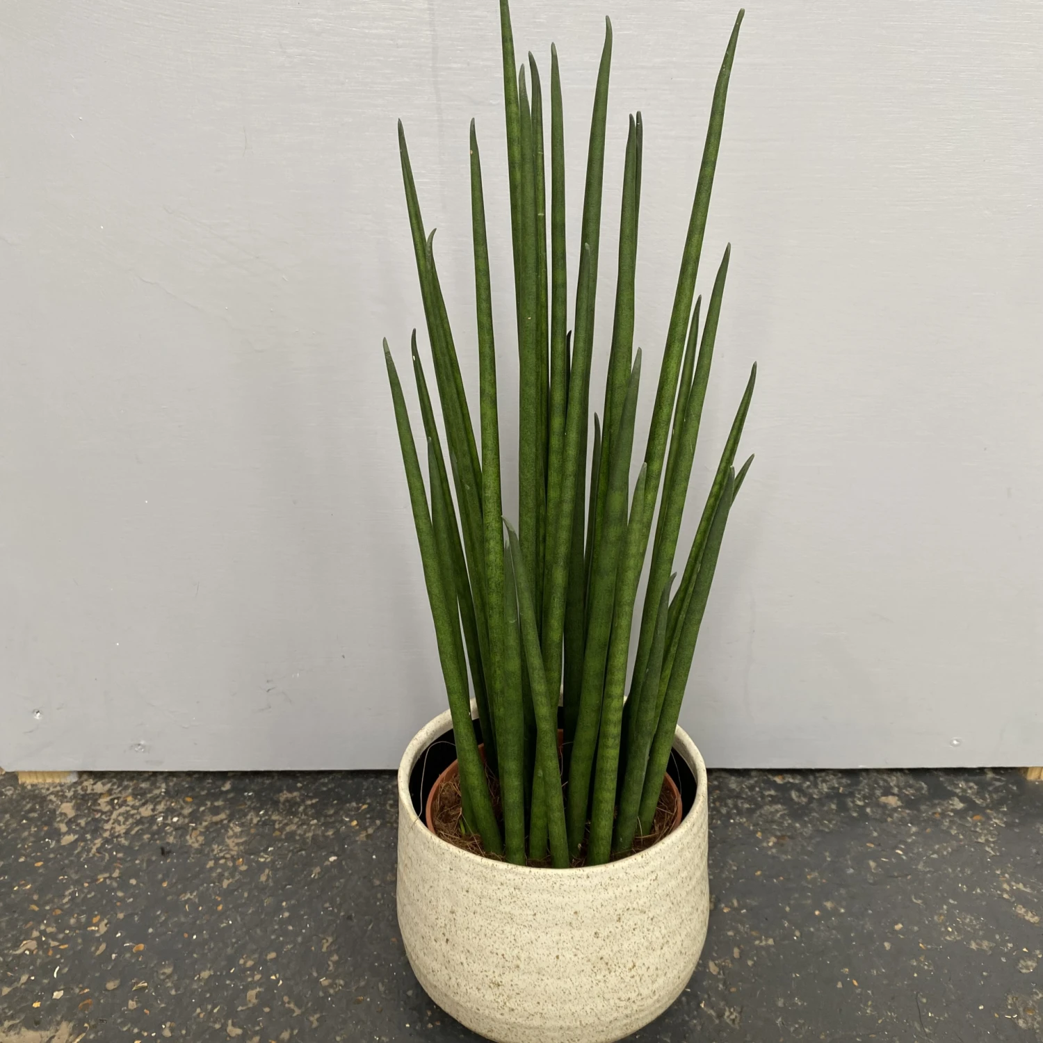 Sansevieria Bacularis ‘Mikado’ 3 Sansevieria Bacularis ‘Mikado’ - Image 2