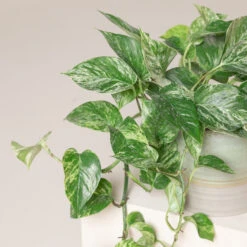 Scindapsus Aureus ‘Marble Queen’ -The Palm Centre SMQ 3