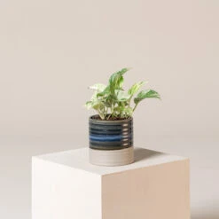 Scindapsus Aureus ‘Marble Queen’ -The Palm Centre SMQ s