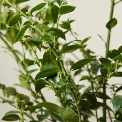 Sarcococca Ruscifolia -The Palm Centre SRF 613886120aa89