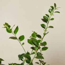 Sarcococca Ruscifolia -The Palm Centre SRF 6138861458b6e