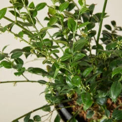 Sarcococca Ruscifolia -The Palm Centre SRF 6138861710110