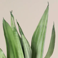 Sansevieria Trifasciata ‘Moonshine’ -The Palm Centre STM