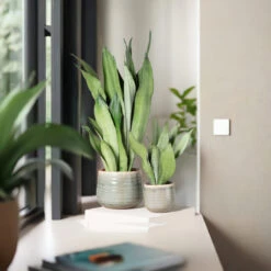 Sansevieria Trifasciata ‘Moonshine’ -The Palm Centre STM 625123f9e99a9