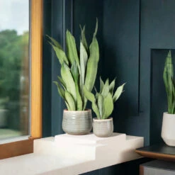 Sansevieria Trifasciata ‘Moonshine’ -The Palm Centre STM 625123fbcd51c