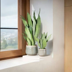 Sansevieria Trifasciata ‘Moonshine’ -The Palm Centre STM 625123fd859e5