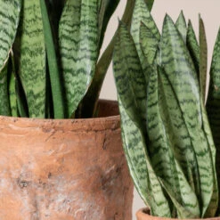 Sansevieria Zeylanica -The Palm Centre SZE