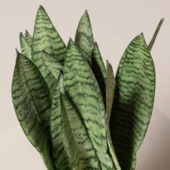 Sansevieria Zeylanica -The Palm Centre SZE 3