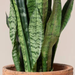 Sansevieria Zeylanica -The Palm Centre SZE 4