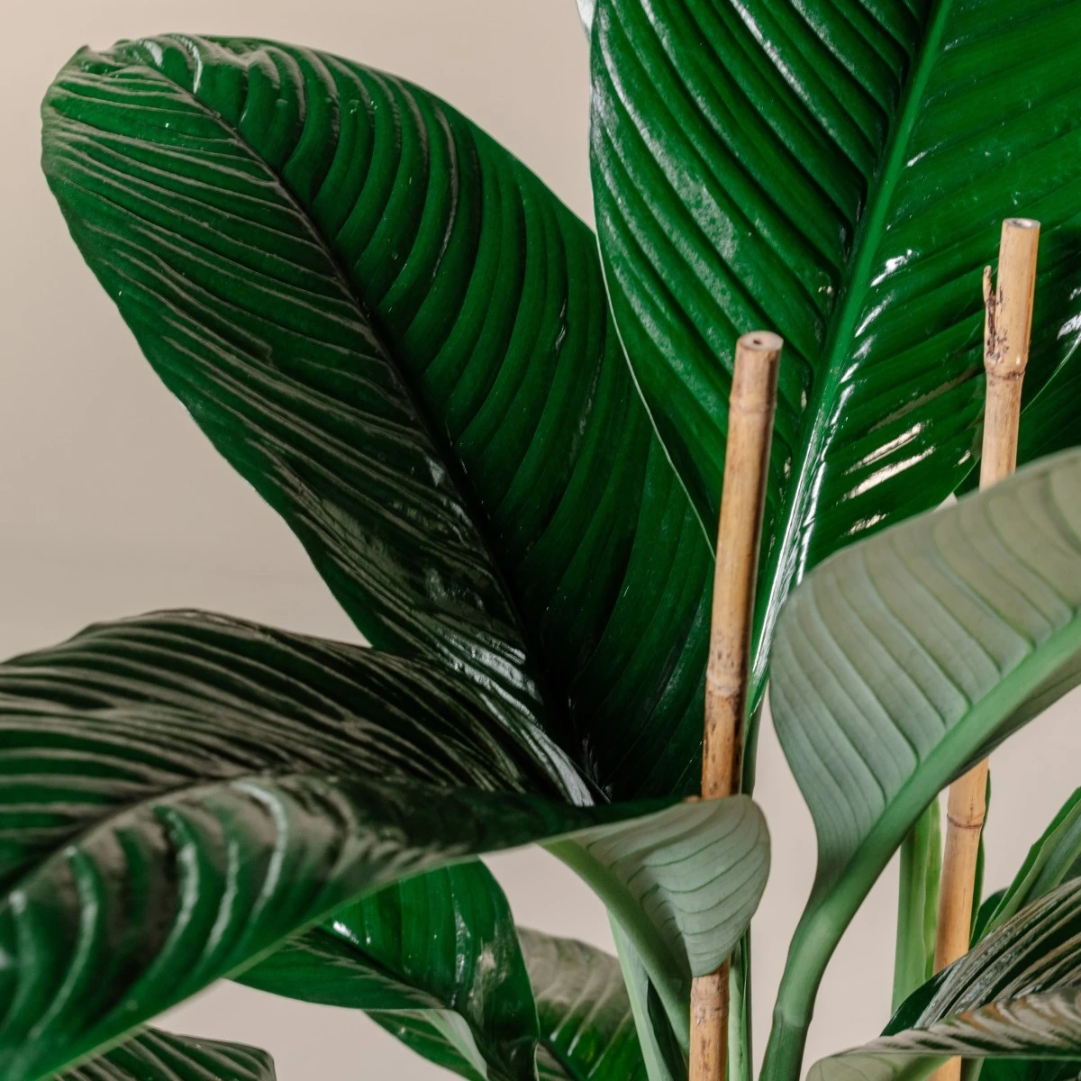 Spathiphyllum ‘Sensation’ 7 Spathiphyllum ‘Sensation’ - Image 5