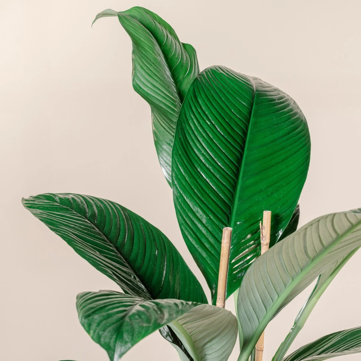 Spathiphyllum ‘Sensation’ 4 Spathiphyllum ‘Sensation’ - Image 2