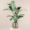 Spathiphyllum ‘Sensation’ -The Palm Centre S 16578 LHX2syvTiN7oQ03l3nYrQ5SUTabEF0UrvONy5V27