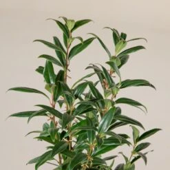 Sarcococca Hookeriana ‘Winter Gem’ -The Palm Centre S 16668 5f790d6849092