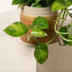 Scindapsus ‘Global Green’ -The Palm Centre S 18591 6044b52557cb7 1