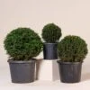 Taxus Baccata – Topiary -The Palm Centre TAX 4 scaled 1