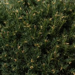 Taxus Baccata – Topiary -The Palm Centre TAX B30 5 scaled 1