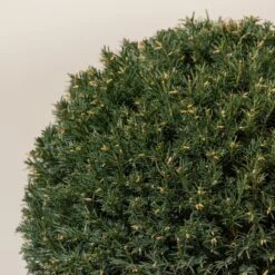 Taxus Baccata – Topiary -The Palm Centre TAX B30 6 scaled 1