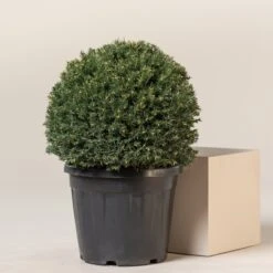 Taxus Baccata – Topiary -The Palm Centre TAX B30 7 scaled 1