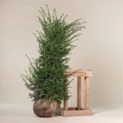 Taxus Baccata – Natural Form -The Palm Centre TBA 150 4 1 scaled 1