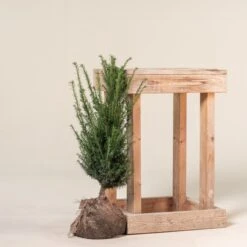 Taxus Baccata – Natural Form -The Palm Centre TBA 60 7 1 scaled 1