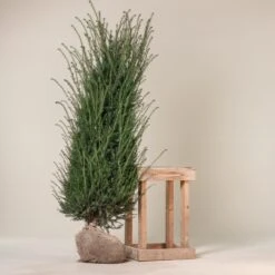 Taxus Baccata – Natural Form -The Palm Centre TBA 75 3 1 scaled 1