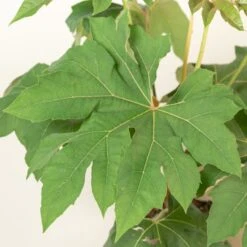 Tetrapanax Papyrifer ‘Rex’ -The Palm Centre TEP 10 2 2 scaled 2