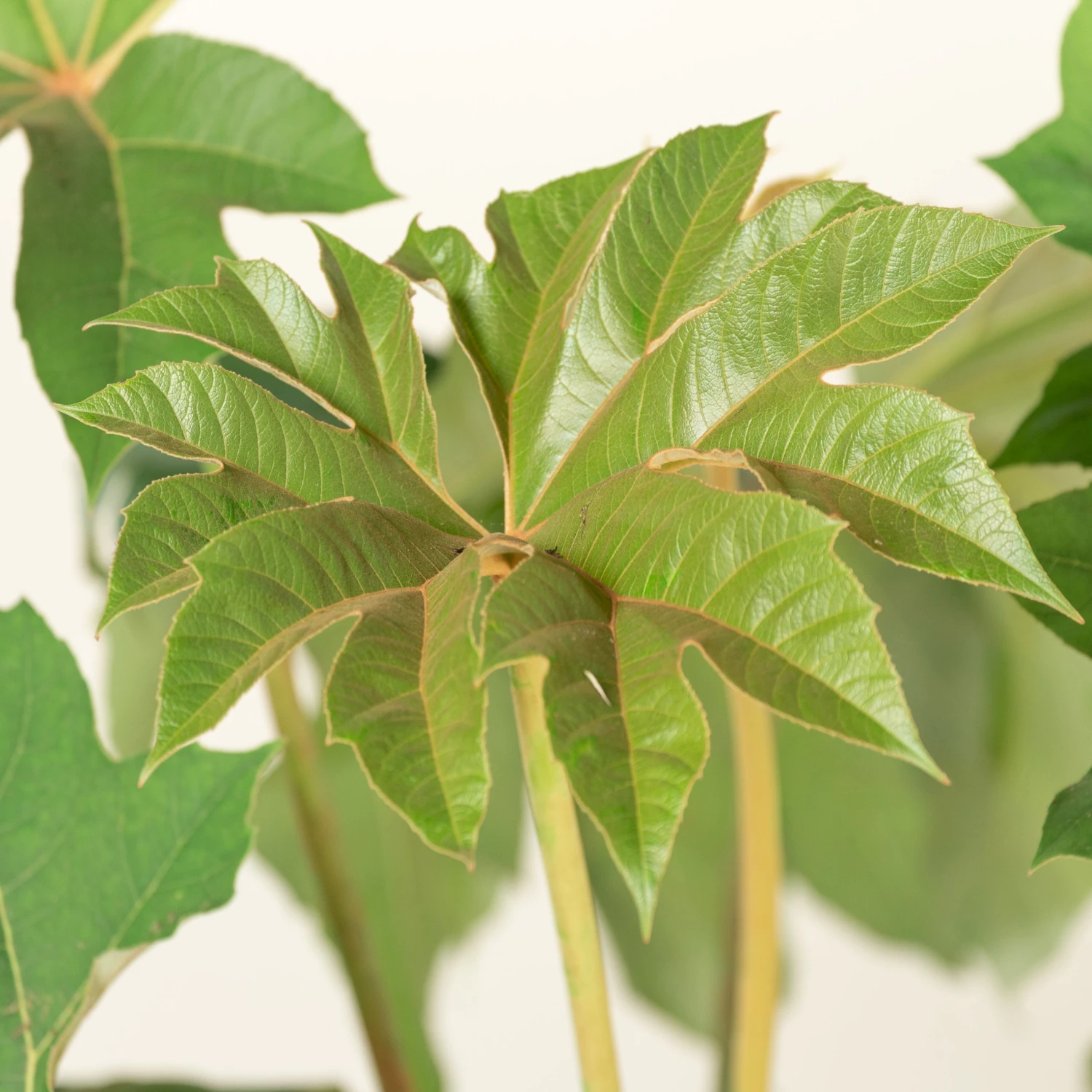 Tetrapanax Papyrifer 11 Tetrapanax Papyrifer - Image 9