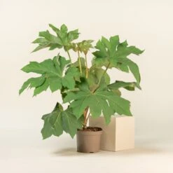 Tetrapanax Papyrifer