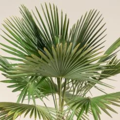 Trachycarpus Fortunei -The Palm Centre TFO 14 scaled 1