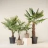 Trachycarpus Fortunei -The Palm Centre TFO 17 scaled 1