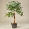 Trachycarpus Fortunei – Stripped Trunk -The Palm Centre TFS 60ec243875bb7