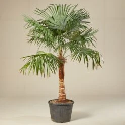 Trachycarpus Fortunei – Stripped Trunk