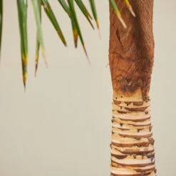 Trachycarpus Fortunei – Stripped Trunk -The Palm Centre TFS 60ec243c335c9