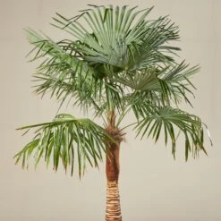 Trachycarpus Fortunei – Stripped Trunk -The Palm Centre TFS 60ec243e067c3