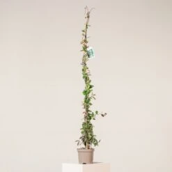 Trachelospermum Jasminoides -The Palm Centre TJA 3 scaled 1