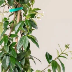 Trachelospermum Jasminoides -The Palm Centre TJA 7.5 1 scaled 1