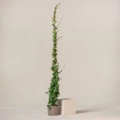 Trachelospermum Jasminoides -The Palm Centre TJA 9 1 scaled 1