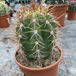 Trichocereus Terschekii -The Palm Centre TRT 3 60a927876c207