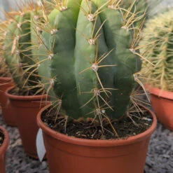 Trichocereus Terschekii -The Palm Centre TRT 3 6132468a9b7b4
