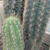 Trichocereus Terschekii -The Palm Centre TRT 60a9277e54f23