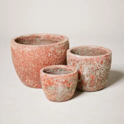 Egg Pot Aquarius Red Dwarf