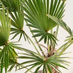 Trachycarpus Wagnerianus -The Palm Centre TWA 4