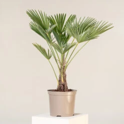 Trachycarpus Wagnerianus