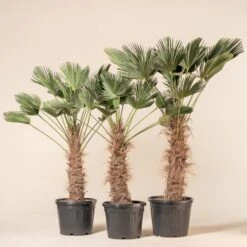 Trachycarpus Wagnerianus -The Palm Centre TWA 60a9441b50829