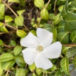 Vinca Minor ‘Alba’ -The Palm Centre VIA 60a958c7088fe