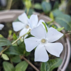 Vinca Minor ‘Alba’ -The Palm Centre VIA 611baac4d6601
